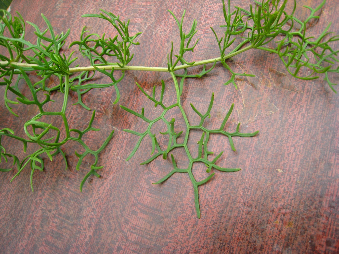 Image of Malacocarpus crithmifolius specimen.