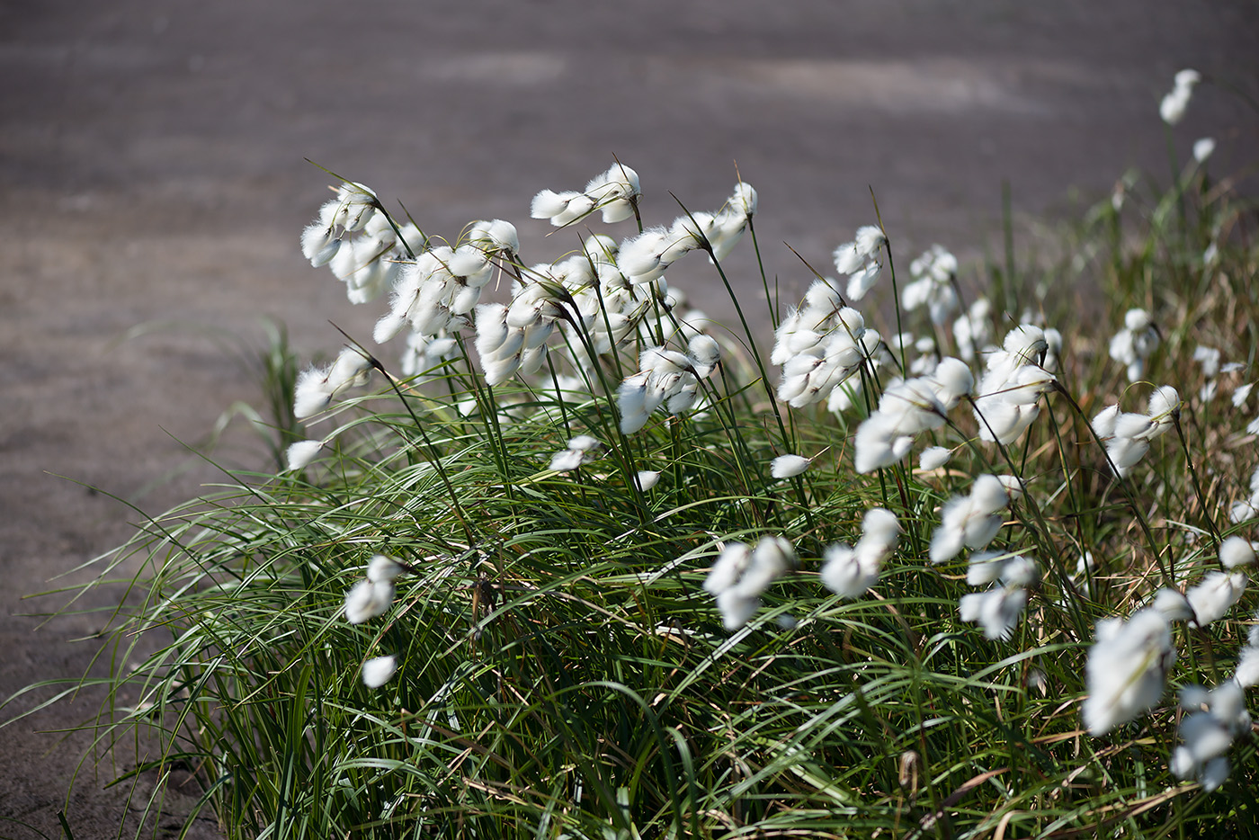 Image of Eriophorum angustifolium specimen.