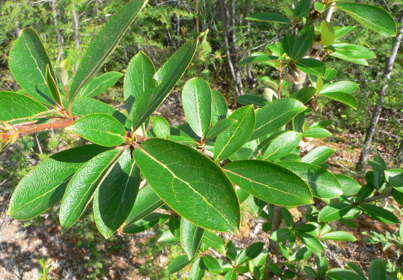 Image of Populus suaveolens specimen.