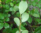 Salix arctica