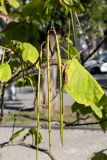Catalpa bignonioides. Плоды и листья. Крым, г. Севастополь, в озеленении. 24.09.2018.