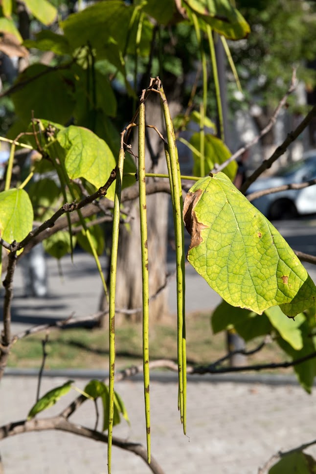 Изображение особи Catalpa bignonioides.