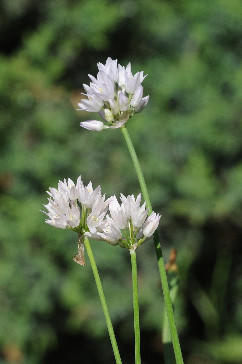 Image of Allium schoenoprasoides specimen.