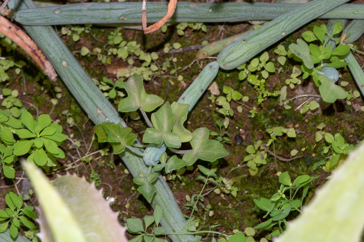 Image of Kleinia articulata specimen.
