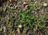 Sagina procumbens