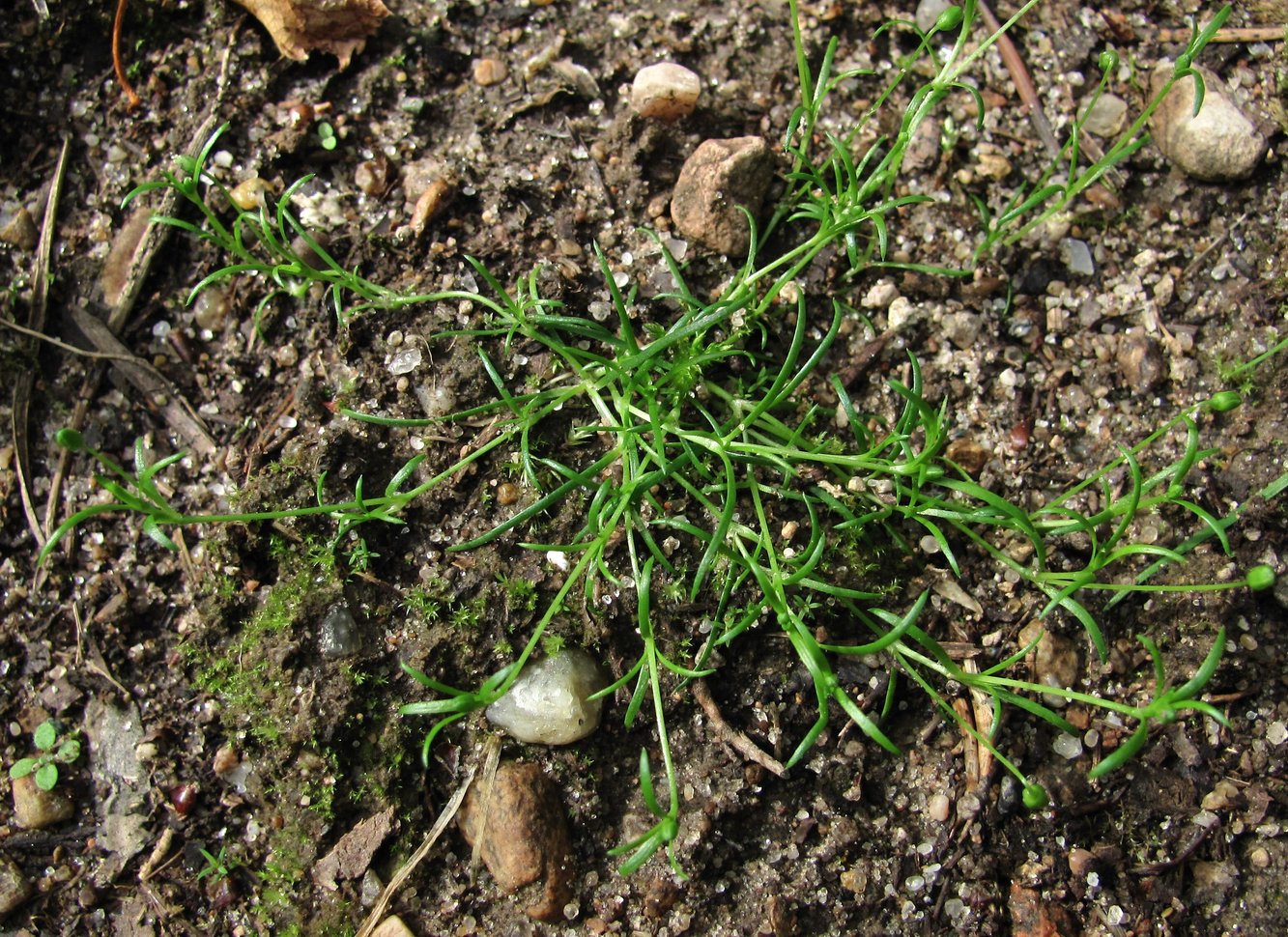 Image of Sagina procumbens specimen.