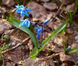 Scilla siberica. Цветущее растение. Московская обл., Раменский р-н, пос. Ильинский, самосев на дачном участке. 15.04.2018.