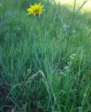 Tragopogon pratensis