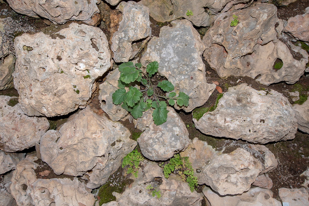 Image of Michauxia campanuloides specimen.