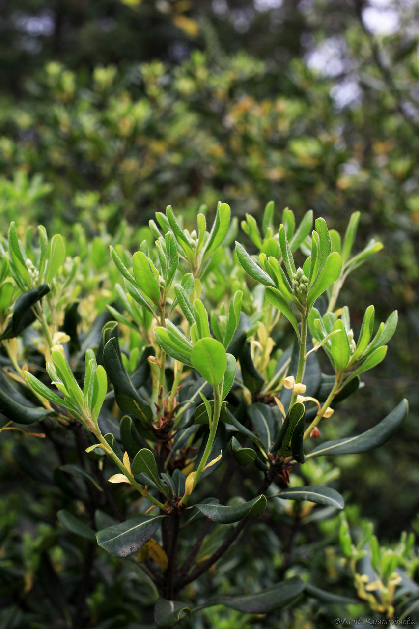 Image of Pittosporum tobira specimen.