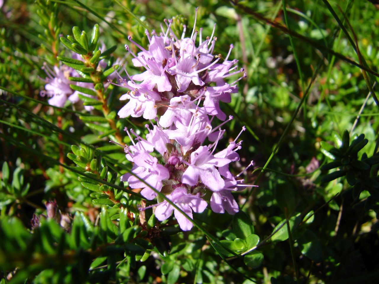 Изображение особи Thymus subarcticus.