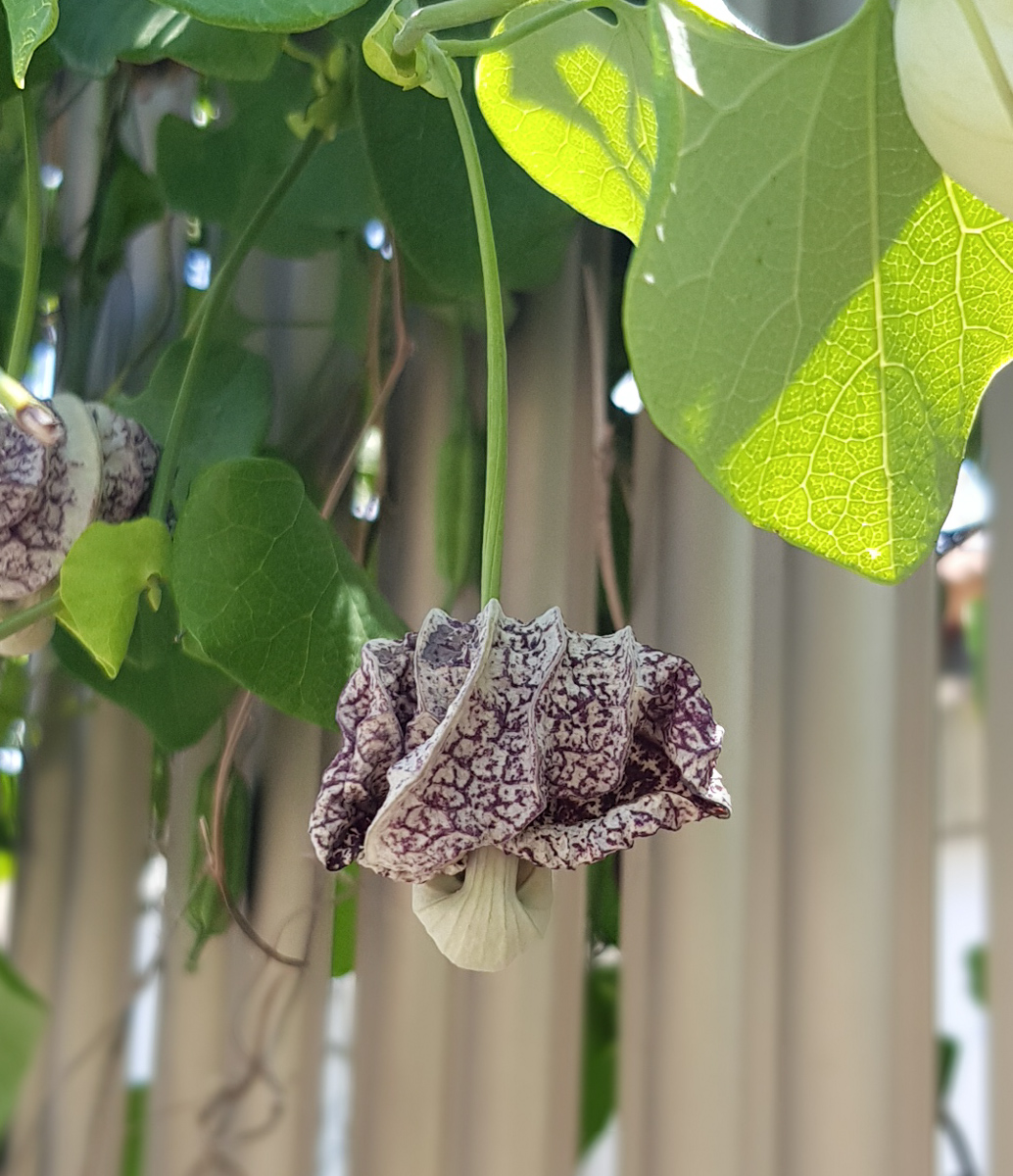 Изображение особи Aristolochia littoralis.