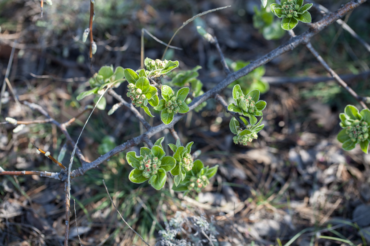 Изображение особи семейство Rosaceae.