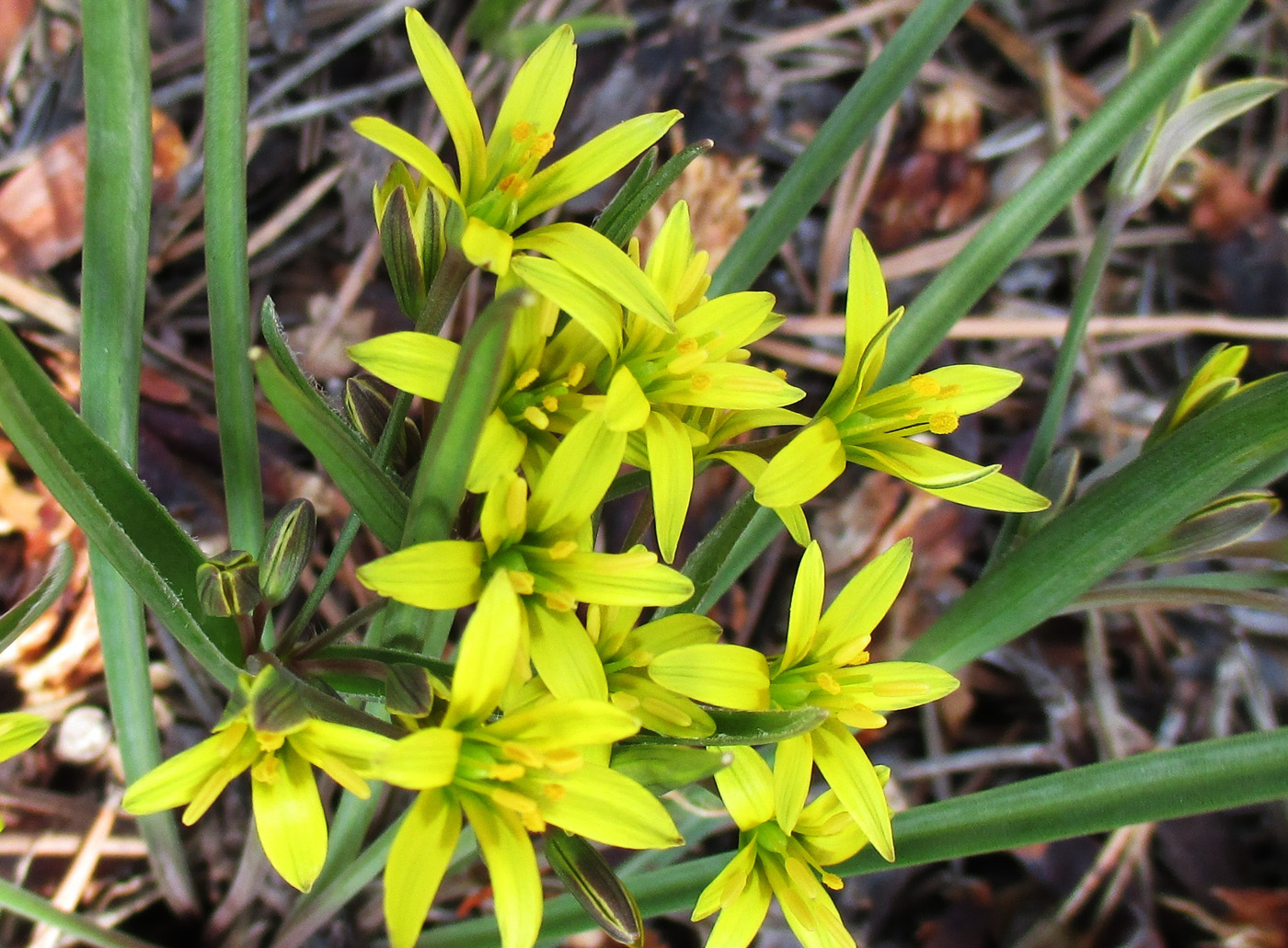 Image of genus Gagea specimen.