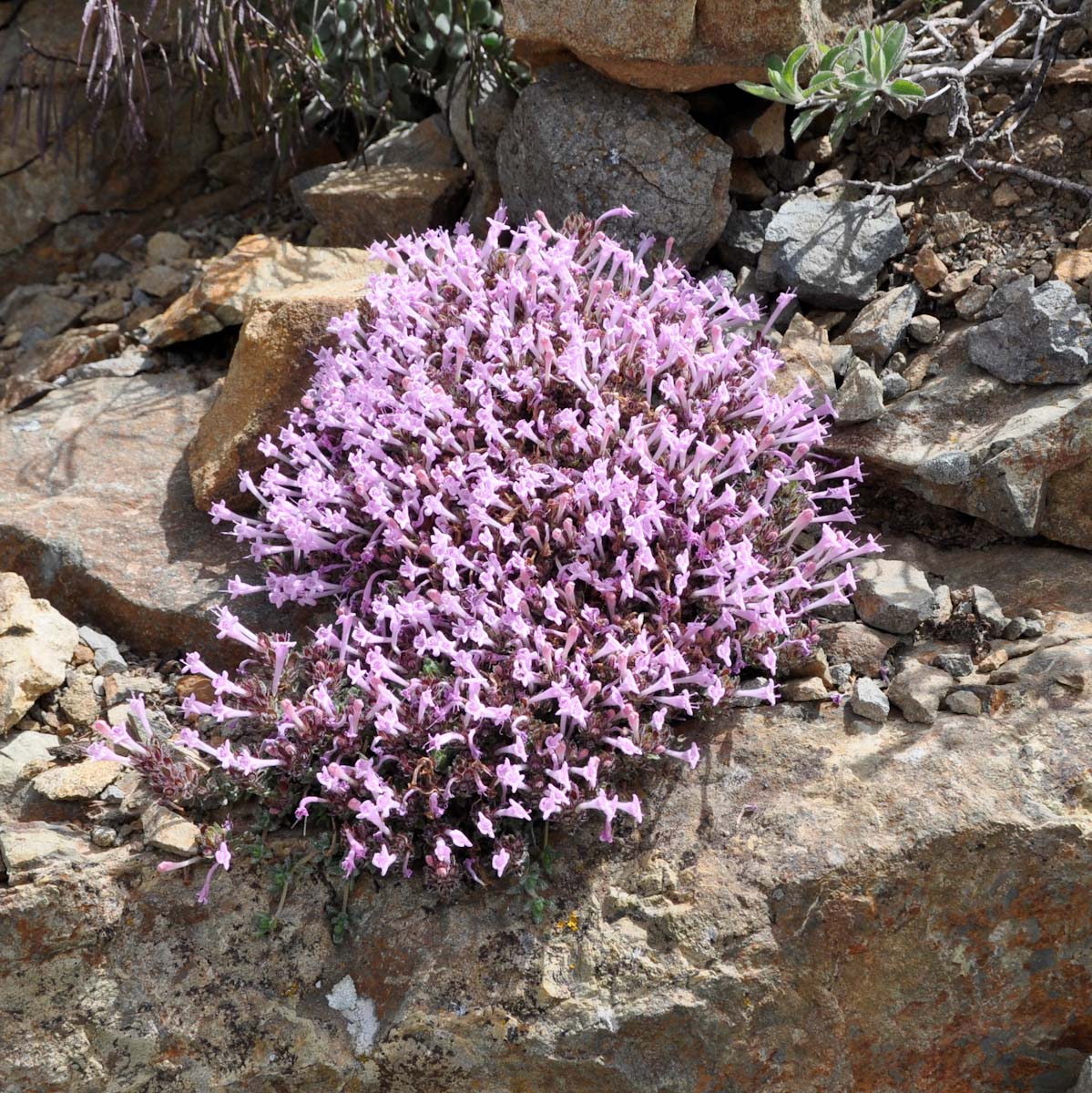 Изображение особи Thymus integer.