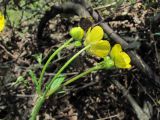 Ranunculus villosus