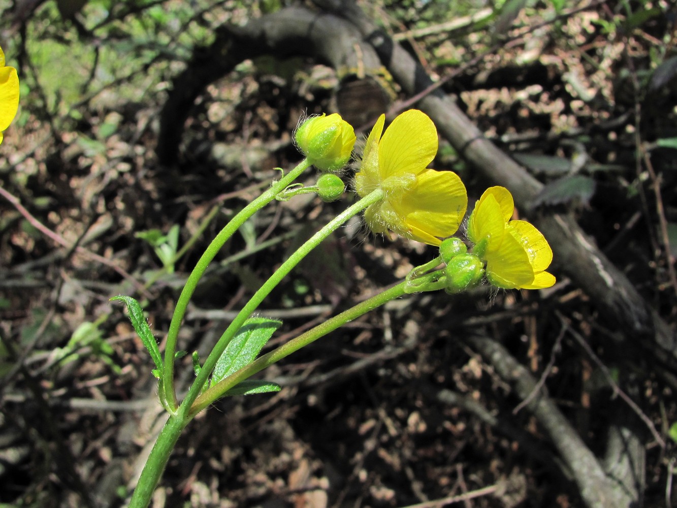 Image of Ranunculus villosus specimen.