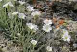 Cerastium biebersteinii