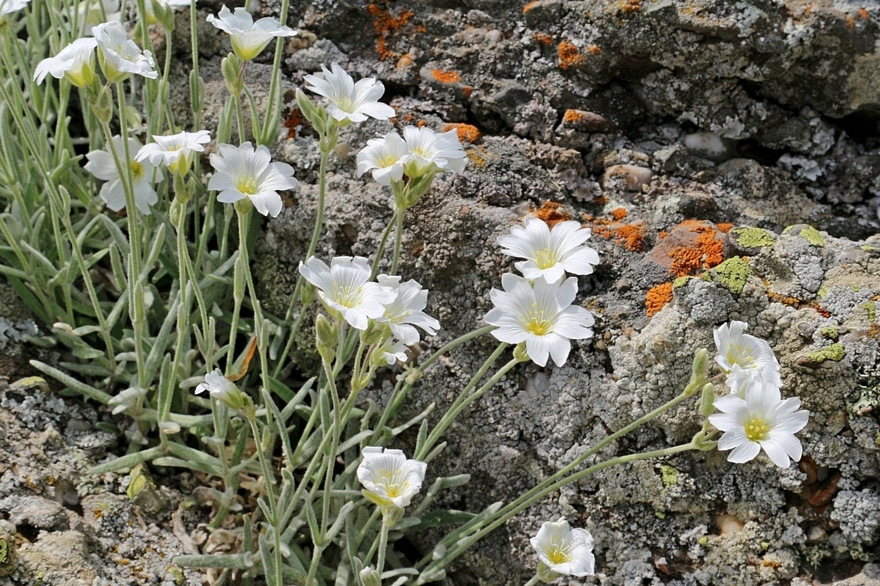 Изображение особи Cerastium biebersteinii.