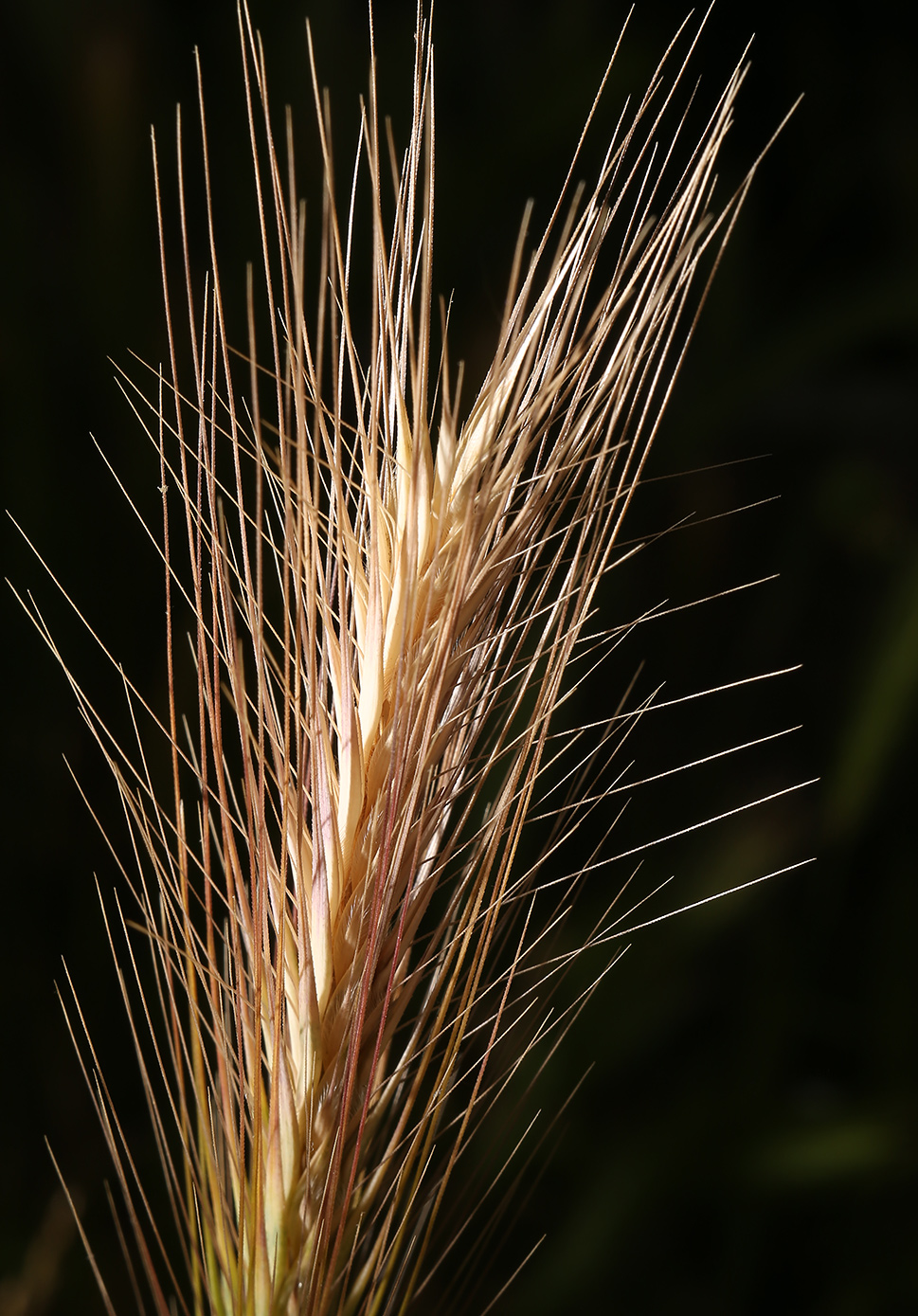 Image of genus Hordeum specimen.
