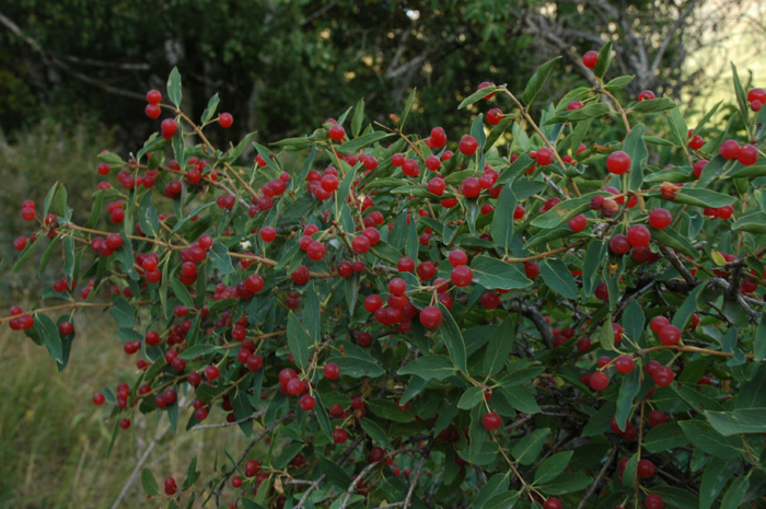 Изображение особи Lonicera tatarica.