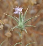 Carthamus подвид foliosus