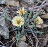 Lactuca tuberosa. Цветущее растение. Республика Кипр, Троодос, ≈ 1700 м н.у.м., основание каменистой осыпи на обочине дороги. 17.06.2019.