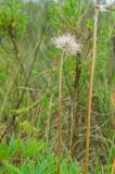 Pulsatilla patens. Верхушка плодоносящего побега. Челябинская обл., Кизильский р-н, Богдановское сельское поселение, пос. Грязнушинский, долина р. Урал, каменистая закустаренная степь. 13 июня 2019 г.