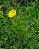 Adonis apennina