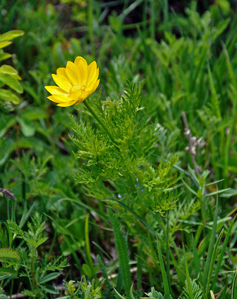 Image of Adonis apennina specimen.