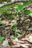 Epipactis muelleri