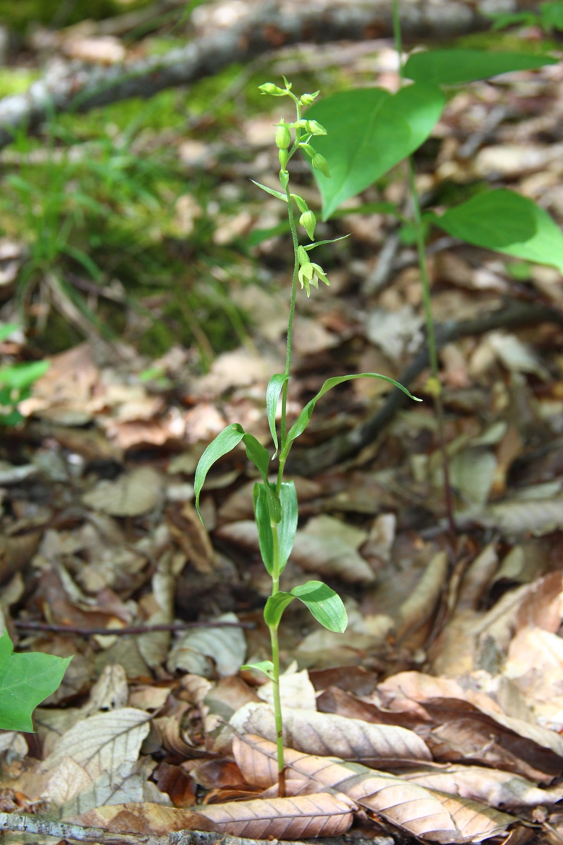 Изображение особи Epipactis muelleri.