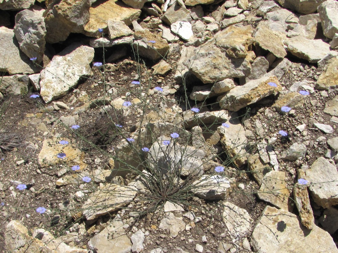 Image of Linum austriacum specimen.