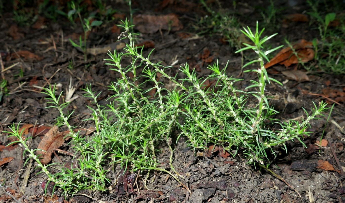 Изображение особи Polycnemum heuffelii.