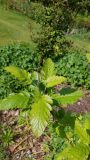 Sorbus &times; thuringiaca