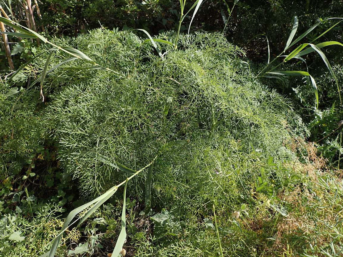 Изображение особи Ferula communis.