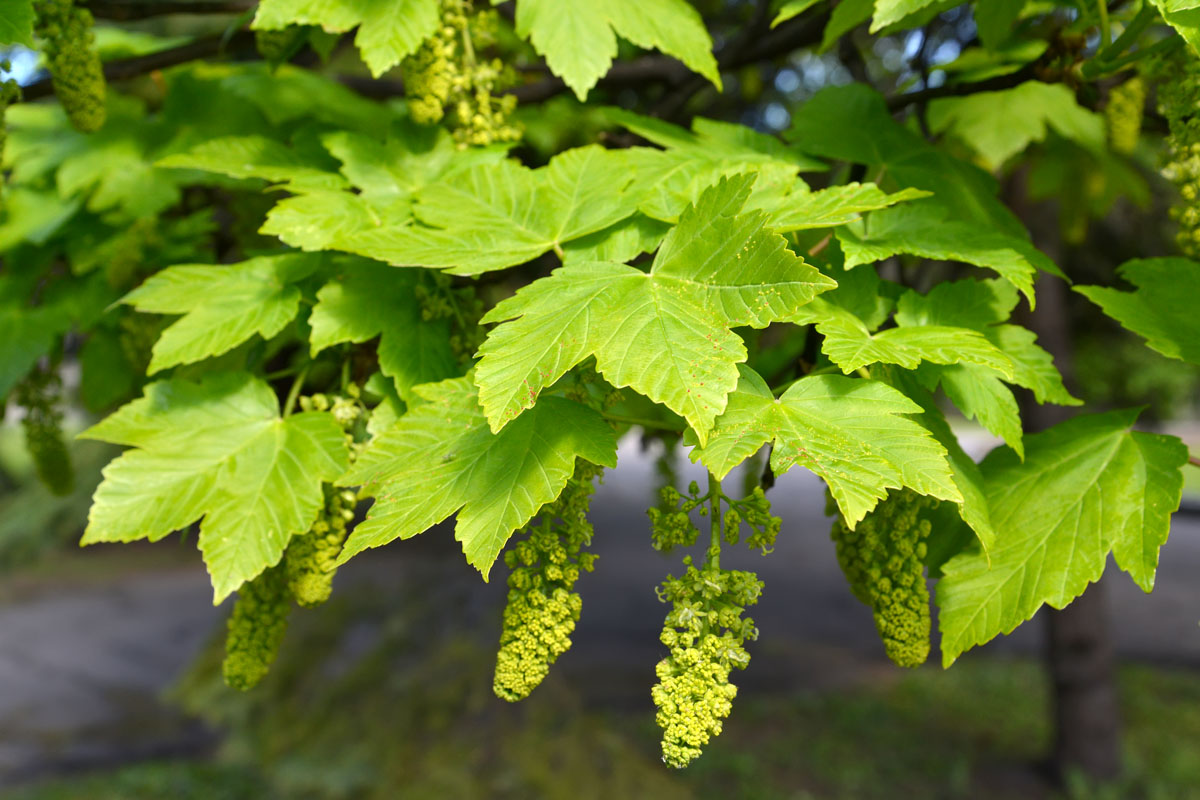 Изображение особи Acer pseudoplatanus.