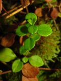 Linnaea borealis