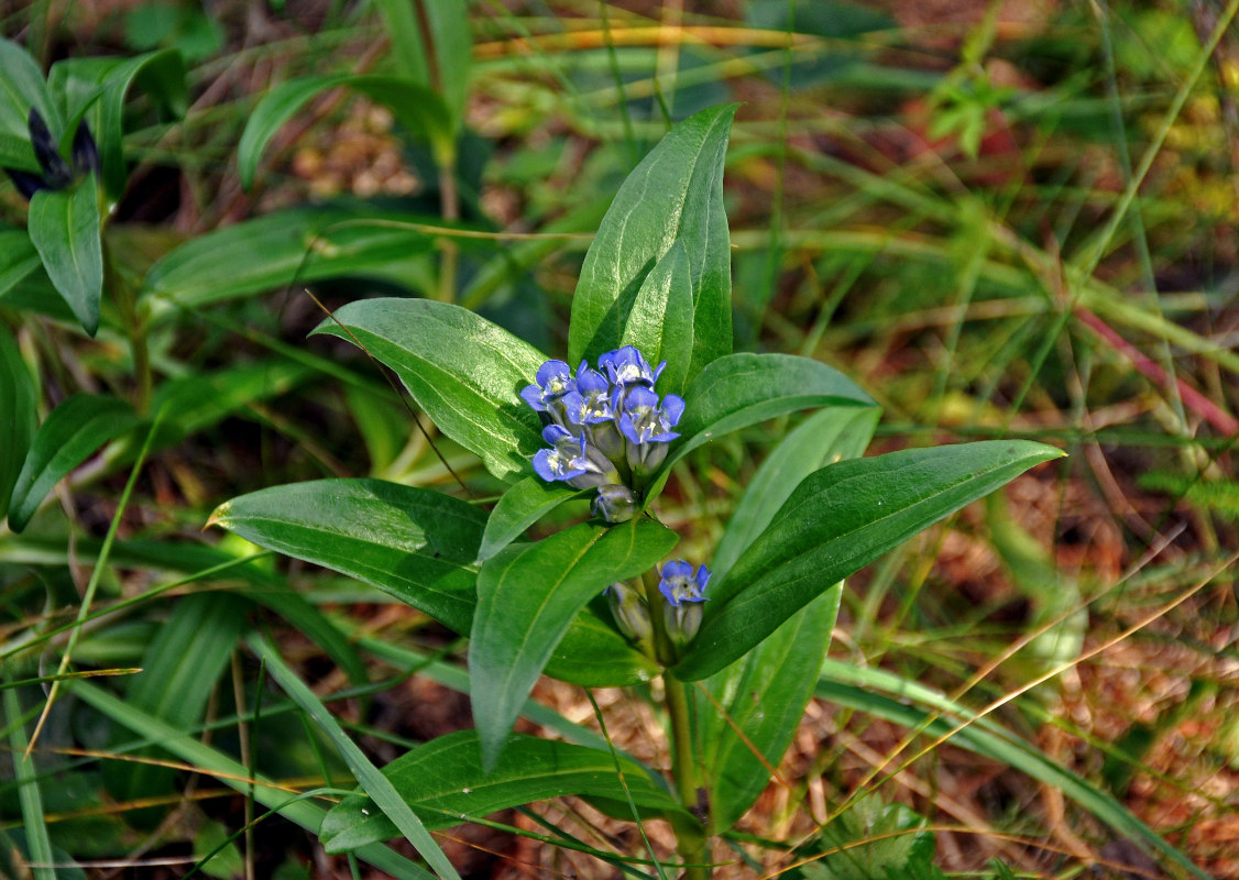 Изображение особи Gentiana cruciata.