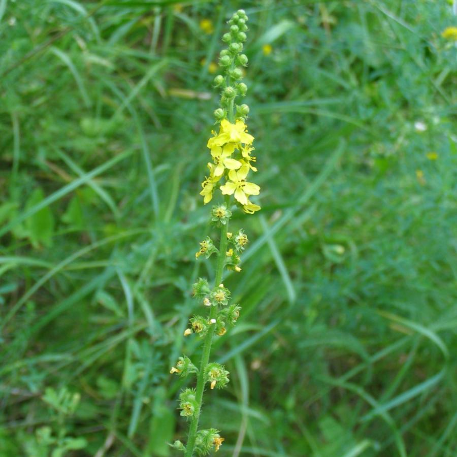 Изображение особи Agrimonia procera.