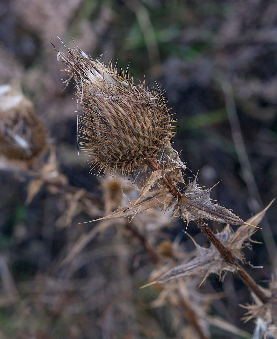 Image of Cirsium vulgare specimen.