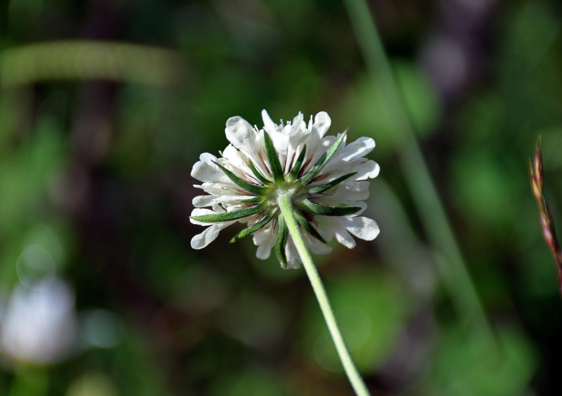 Изображение особи род Scabiosa.