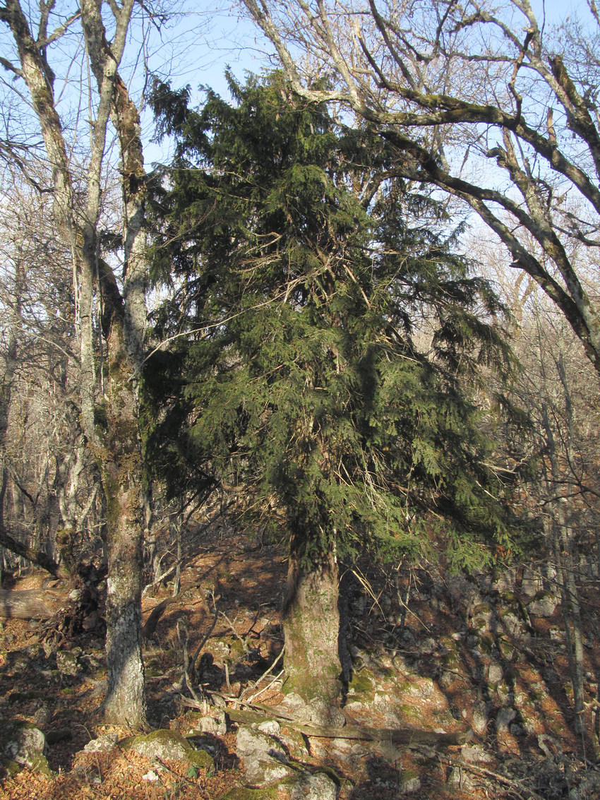 Image of Taxus baccata specimen.