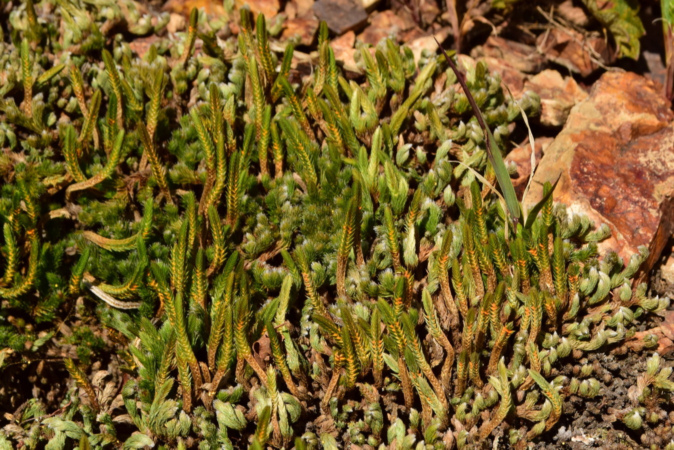 Изображение особи Selaginella rupestris.