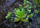 Veronica anagallis-aquatica. Вегетирующее растение. Алтай, Улаганский р-н, окр. с. Акташ, берег Голубого (Гейзерового) озера, в воде. 11.06.2019.