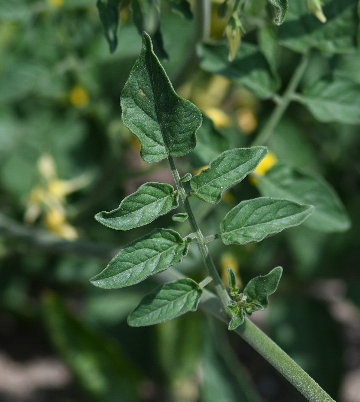 Изображение особи Lycopersicon esculentum ssp. cerasiforme.