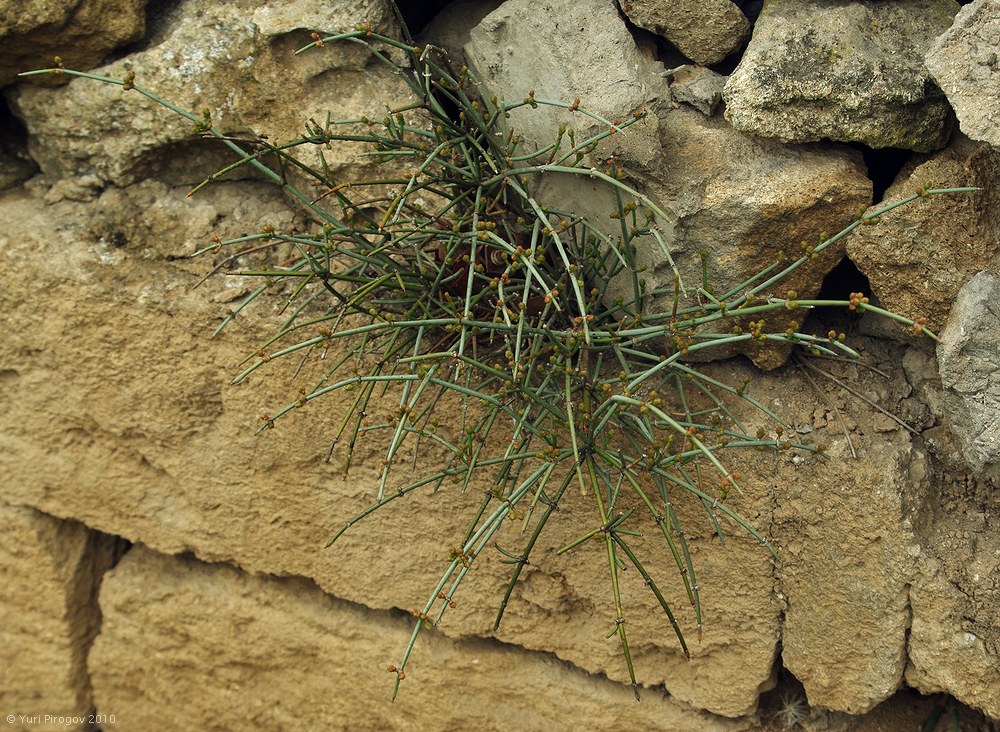 Image of Ephedra distachya specimen.