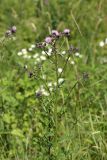 Cirsium arvense