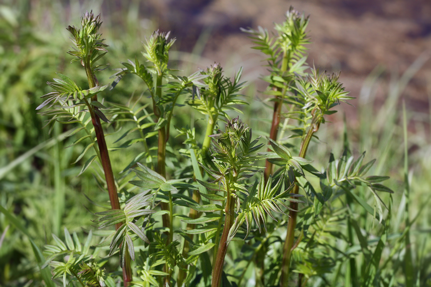 Image of Polemonium caeruleum specimen.