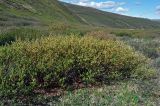 род Salix